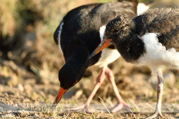 Scholekster; European Oystercatcher; Haematopus ostralegus