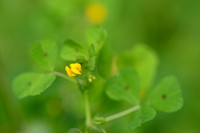 Gevlekte Rupsklaver; Spotted Medick; Medicago arabica