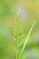 Stijf Hardgras; Fern-grass; Catapodium rigidum