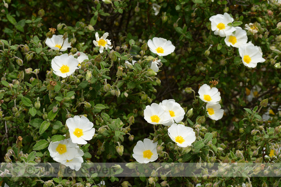 Salvia cistus; Cistus salviifolius