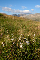 Saxifrage Catchfly; Silene saxifraga