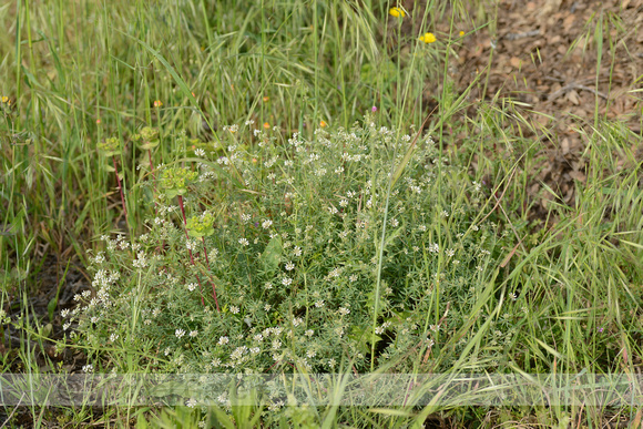 Badassi; Dorycnium pentaphyllum