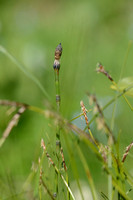 Bonte Paardenstaart - Variegated Horsetail - Equisetum variegatum