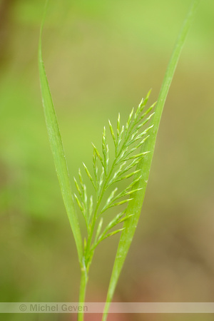 Stijf Hardgras; Fern-grass; Catapodium rigidum