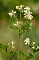 Bosrank; Traveller's Joy; Clematis vitalba