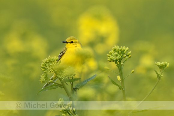 Engelse Kwikstaart; Yellow-crowned Wagtail; Motacilla flava flav