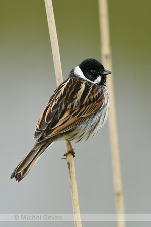 Rietgorst; Reed Bunting; Emberiza schoeniclus