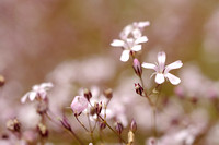 Gipskruid; Low Baby's breath; Gypsophila muralis;