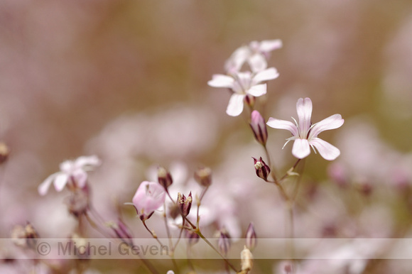 Gipskruid; Low Baby's breath; Gypsophila muralis;