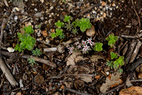 Spaans vetkruid - Spanish Stonecrop - Sedum hispanicum