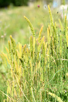 Klein fakkelgras; Mediterranean Hari-grass; Rostraria cristata