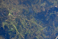 Tenger fonteinkruid; Lesser Pondweed; Potamogeton pusillus