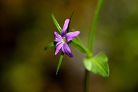 Legousia falcata