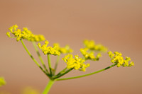 Pastinaak - Wild Parsnip - Pastinaca sativa