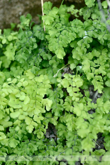 Michel Geven Natuurfotografie | Echt Venushaar - Venus's-hair fern ...