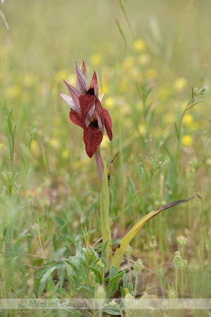 Brede tongorchis; Tongue orchid; Serapias cordiger
