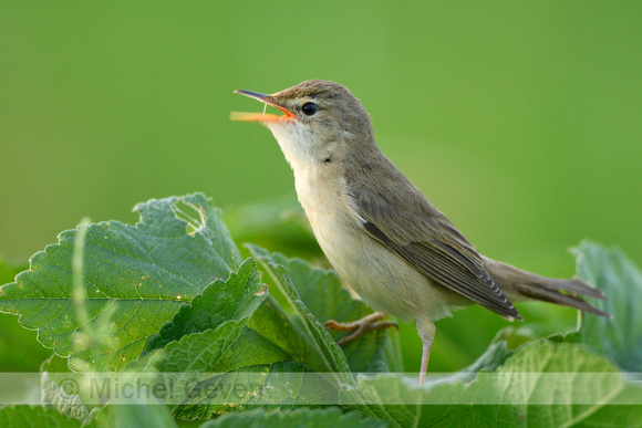 Bosrietzanger; Marsh Warbler; Acrocephalus palustris