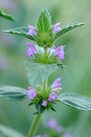 Brede Raai - Red Hempnettle - Galeopsis ladanum