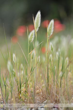 Hazenstaart; Hares Tail grass; Lagurus ovatus