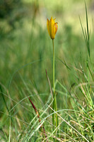 Wilde tulp - Tulipa sylvestris subsp. australis