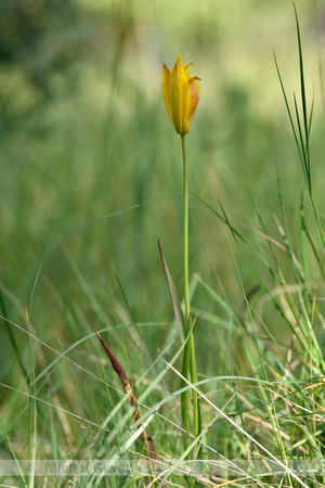 Wilde tulp; Tulipa sylvestris subsp. australis