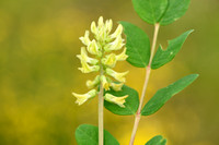 Hokjespeul; Wild Liquorice; Astragalus glycyphyllos