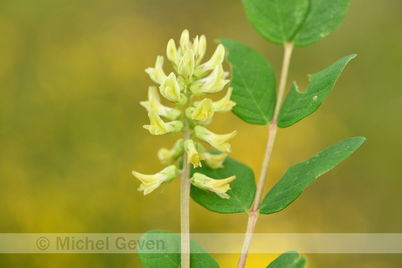 Hokjespeul; Wild Liquorice; Astragalus glycyphyllos