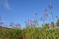 Olifantsgras; Elephant grass; Miscanthus giganteus