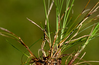 Aardzegge; Dwarf Sedge; Carex humilis