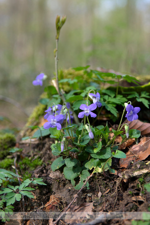 Bleeksporig bosviooltje; Common Dog Violet; Viola riviniana