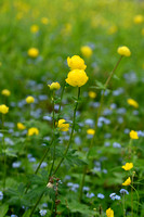 Europese Trollius; Globeflower; Trollius europaeus