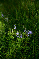 Veronica orsiniana