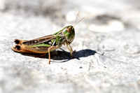 Zoemertje; Stripe-winged Toothed Grasshopper; Stenobothrus linea