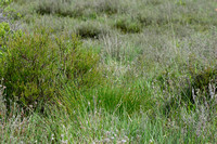 Gewone Veenbies; Deergrass; Trichophorum cespitosum subsp. germa