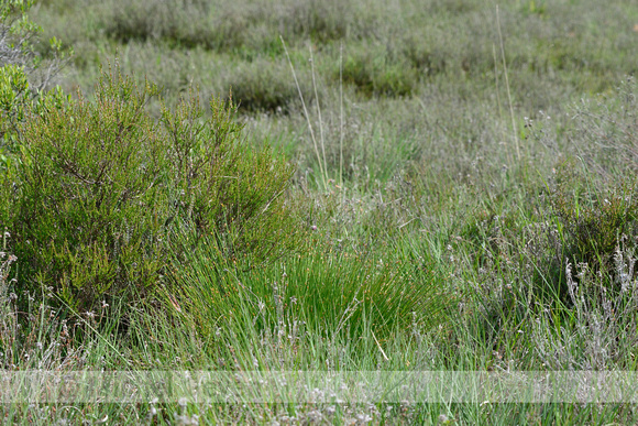 Gewone Veenbies; Deergrass; Trichophorum cespitosum subsp. germa