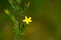 Jasminum fruticans