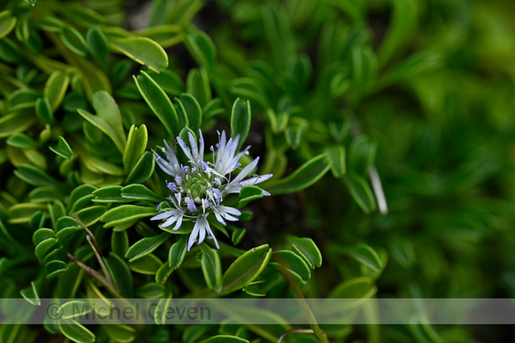 Globularia cordifolia