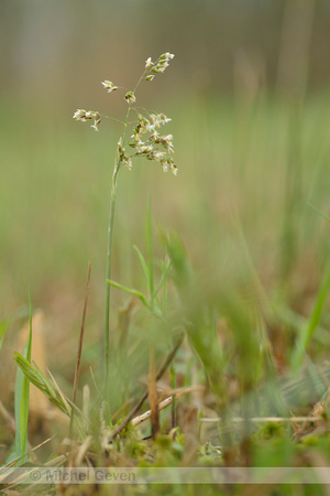 Veenreukgras; Holy Grass; Hierochlo‘ odorata