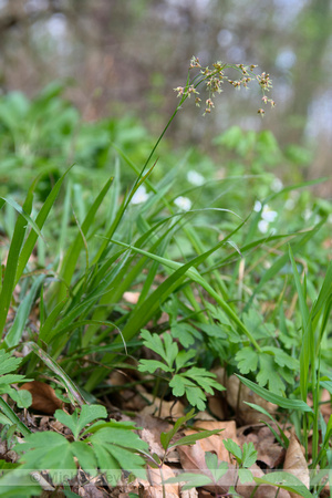 Grote veldbies; Great wood-rush; Luzula sylvatica