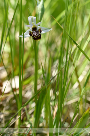 Snipophrys; woodcock bee-orchid Ophys scolopax subsp. scolopax