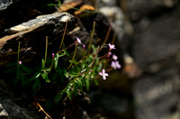 Heuvelbasterdwederik - Epilobium collinum