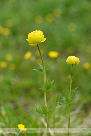 Europese Trollius; Globeflower; Trollius europaeus