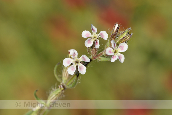 Franse silene;Small-flowered Catchfly; Silene gallica