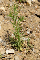 Gevlamde fijnstraal; Asthmaweed; Conyza bonariensis