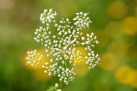 Grote bevernel; Greater burnet-saxifrage; Pimpinella major