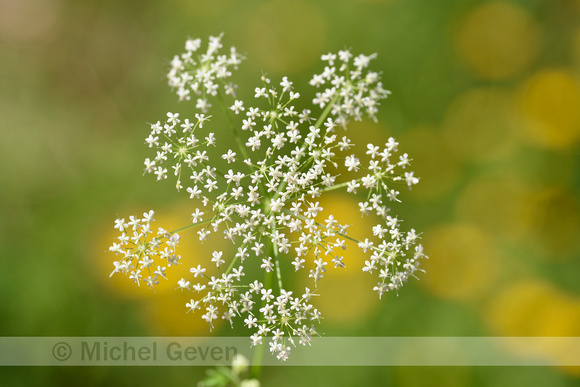 Grote bevernel; Greater burnet-saxifrage; Pimpinella major