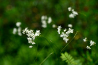 Sneeuwwitte veldbies; Snow white Wood rush; Luzula nivea