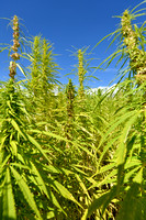 Hennep; Hemp; Cannabis sativa