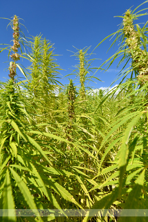 Hennep; Hemp; Cannabis sativa