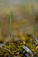 Airopsis tenella